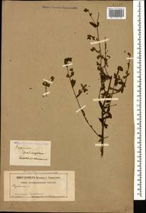 Hypericum tetrapterum, Caucasus, Georgia (K4) (Georgia)