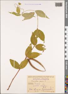 Periploca graeca L., Caucasus, Azerbaijan (K6) (Azerbaijan)