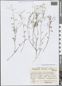 Strigosella brevipes (Bunge) Botsch., Middle Asia, Caspian Ustyurt & Northern Aralia (M8) (Kazakhstan)