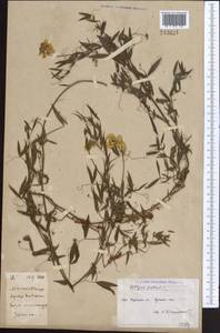 Lathyrus pratensis L., Middle Asia, Northern & Central Kazakhstan (M10) (Kazakhstan)