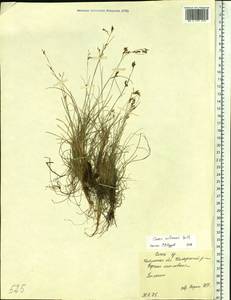 Carex williamsii Britton, Siberia, Baikal & Transbaikal region (S4) (Russia)
