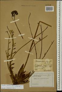 Pilosella piloselloides subsp. praealta (Gochnat) S. Bräut. & Greuter, Eastern Europe, South Ukrainian region (E12) (Ukraine)