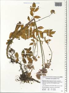 Cardamine macrophylla Willd., Siberia, Baikal & Transbaikal region (S4) (Russia)