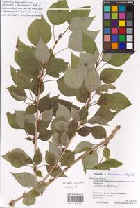 Populus × berolinensis K. Koch, Eastern Europe, Central region (E4) (Russia)