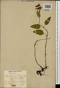 Prunella grandiflora (L.) Scholler, Caucasus, Azerbaijan (K6) (Azerbaijan)