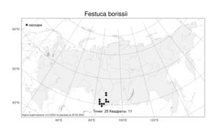 Festuca borissii Reverd., Atlas of the Russian Flora (FLORUS) (Russia)
