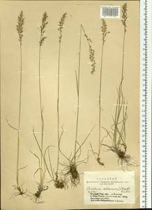 Trisetum altaicum Roshev., Siberia, Altai & Sayany Mountains (S2) (Russia)