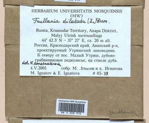 Frullania dilatata (L.) Dumort., Bryophytes, Bryophytes - North Caucasus & Ciscaucasia (B12) (Russia)