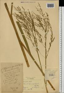 Glyceria maxima (Hartm.) Holmb., Eastern Europe, Central forest region (E5) (Russia)