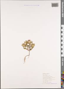 Ziziphora capitata L., Caucasus, Black Sea Shore (from Novorossiysk to Adler) (K3) (Russia)