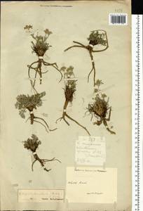 Kitagawia baicalensis (Redowsky ex Willd.) Pimenov, Siberia, Altai & Sayany Mountains (S2) (Russia)