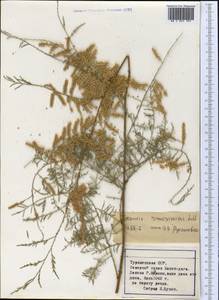 Tamarix ramosissima Ledeb., Middle Asia, Kopet Dag, Badkhyz, Small & Great Balkhan (M1) (Turkmenistan)