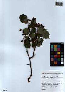 Crataegus sanguinea Pall., Siberia, Altai & Sayany Mountains (S2) (Russia)