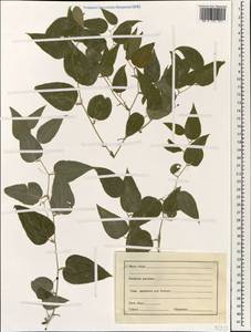 Smilacaceae, South Asia, South Asia (Asia outside ex-Soviet states and Mongolia) (ASIA) (India)