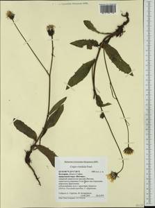 Crepis viscidula Froel., Western Europe (EUR) (Bulgaria)