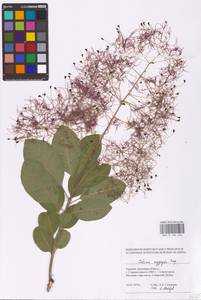 Cotinus coggygria Scop., Eastern Europe, South Ukrainian region (E12) (Ukraine)