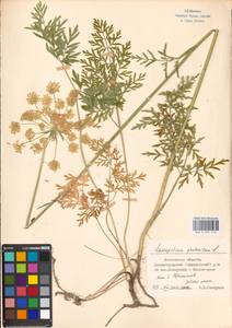 Silphiodaucus prutenicus (L.) Spalik, Wojew., Banasiak, Piwczyñski & Reduron, Eastern Europe, Moscow region (E4a) (Russia)