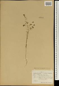Callitriche palustris L., Mongolia (MONG) (Mongolia)