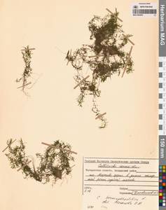 Callitriche hermaphroditica L., Siberia, Chukotka & Kamchatka (S7) (Russia)