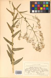 Isatis tinctoria L., Siberia, Russian Far East (S6) (Russia)