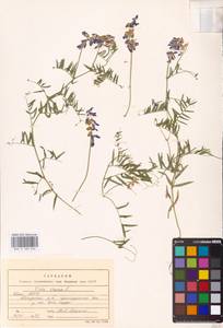 Vicia cracca L., Eastern Europe, Northern region (E1) (Russia)