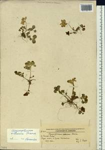 Chrysosplenium pilosum var. valdepilosum Ohwi, Siberia, Russian Far East (S6) (Russia)