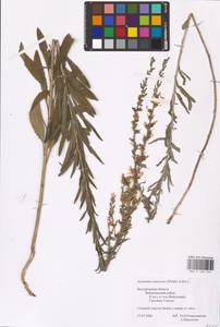 Asyneuma canescens (Waldst. & Kit.) Griseb. & Schenk, Eastern Europe, Central forest-and-steppe region (E6) (Russia)
