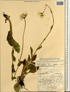 Doronicum turkestanicum Cavill., Mongolia (MONG) (Mongolia)