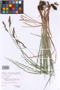 Carex hartmanii Cajander, Eastern Europe, Western region (E3) (Russia)