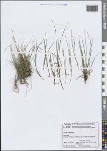 Carex loliacea L., Siberia, Central Siberia (S3) (Russia)