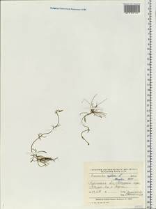 Ranunculus reptans L., Eastern Europe, Northern region (E1) (Russia)