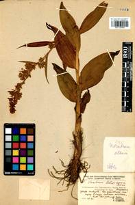 Veratrum lobelianum Bernh., Siberia, Baikal & Transbaikal region (S4) (Russia)