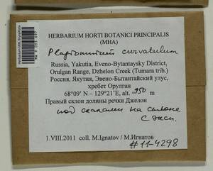Plagiomnium curvatulum (Lindb.) Schljakov, Bryophytes, Bryophytes - Yakutia (B19) (Russia)