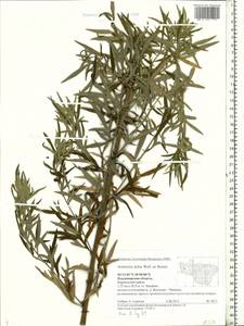 Artemisia dubia Wall. ex Besser, Eastern Europe, Central region (E4) (Russia)