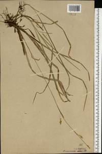 Carex vaginata Tausch, Eastern Europe, Moscow region (E4a) (Russia)
