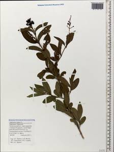 Ligustrum vulgare L., Caucasus, Stavropol Krai, Karachay-Cherkessia & Kabardino-Balkaria (K1b) (Russia)