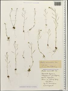 Arabidopsis thaliana (L.) Heynh., Caucasus, Stavropol Krai, Karachay-Cherkessia & Kabardino-Balkaria (K1b) (Russia)