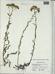 Achillea asiatica Serg., Siberia, Baikal & Transbaikal region (S4) (Russia)