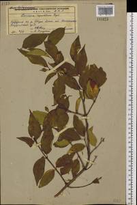 Lonicera ruprechtiana Regel, Siberia, Russian Far East (S6) (Russia)