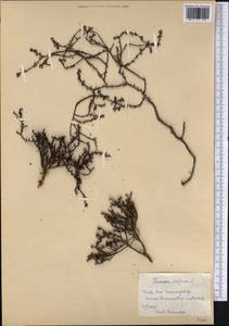 Turnera diffusa Willd. ex Schult., America (AMER) (Cuba)