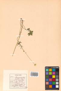 Ranunculus acris subsp. acris, Siberia, Russian Far East (S6) (Russia)