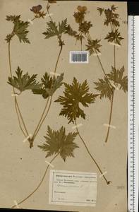 Geranium pratense L., Eastern Europe, Moscow region (E4a) (Russia)