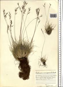 Festuca vivipara (L.) Sm., Eastern Europe, Northern region (E1) (Russia)