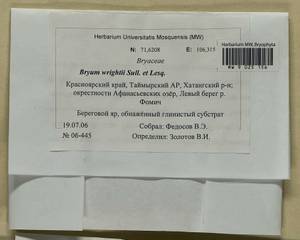 Ptychostomum wrightii (Sull. & Lesq.) J.R. Spence, Bryophytes, Bryophytes - Krasnoyarsk Krai, Tyva & Khakassia (B17) (Russia)