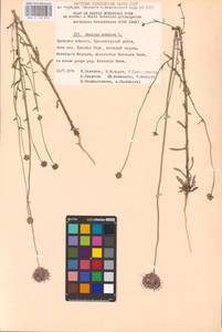 Jasione montana L., Eastern Europe, Western region (E3) (Russia)