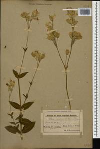 Silene vulgaris (Moench) Garcke, Caucasus, Azerbaijan (K6) (Azerbaijan)