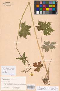 Ranunculus acris subsp. acris, Eastern Europe, Moscow region (E4a) (Russia)