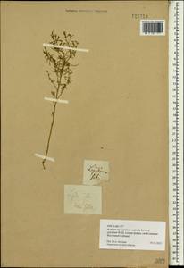 Lepidium apetalum Willd., Siberia (no precise locality) (S0) (Russia)