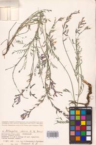 Astragalus varius S.G.Gmel., Eastern Europe, Lower Volga region (E9) (Russia)