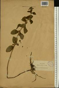 Mentha arvensis L., Eastern Europe, North-Western region (E2) (Russia)